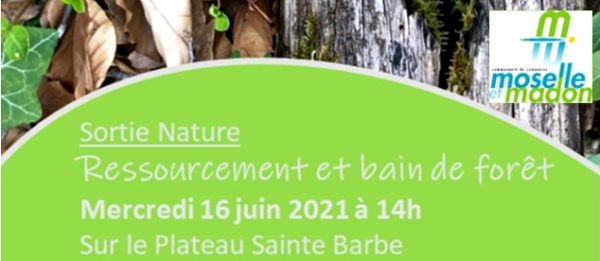 Lire la suite à propos de l’article Ressourcement et bain de forêt sur le Plateau Sainte-Barbe