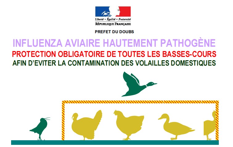 Lire la suite à propos de l’article Influenza aviaire hautement pathogène !