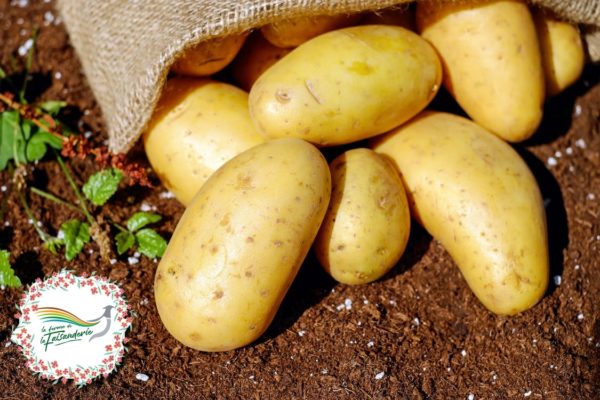 Lire la suite à propos de l’article Ramassage des pommes de terre au jardin collectif de la Ferme de la Faisanderie (6 septembre 2022)