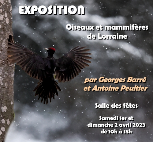 Lire la suite à propos de l’article Exposition « Oiseaux et mammifères de Lorraine » (1er et 2 avril 2023)