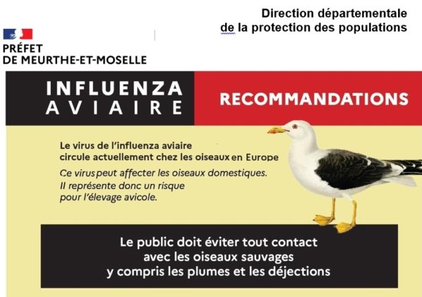 Lire la suite à propos de l’article Le virus de l’influenza aviaire circule toujours (nouvel arrêté préfectoral du 7 février 2023) !