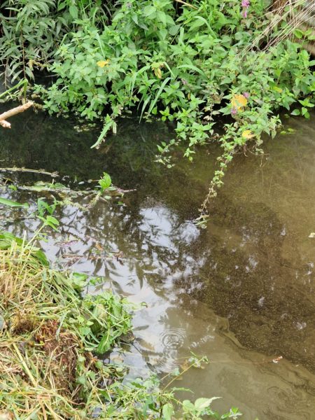 Lire la suite à propos de l’article Pollution du Viterne !