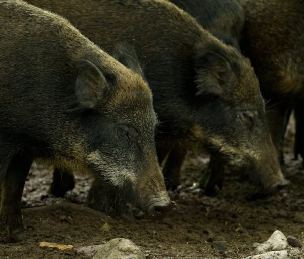 Lire la suite à propos de l’article Arrêté préfectoral autorisant le tir des sangliers par les lieutenants de louveterie !
