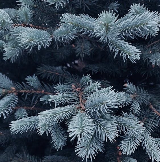 Lire la suite à propos de l’article Zone de collecte de sapins de Noël à Bainville-sur-Madon